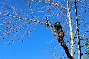 a man trims an overhanging branch from a tree